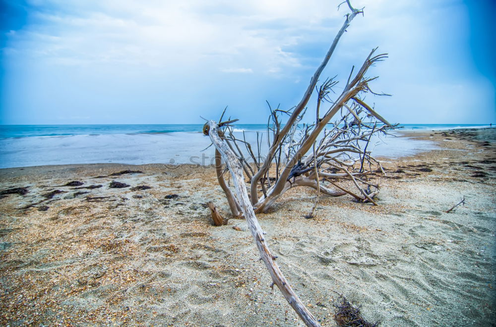 Similar – western beach Environment