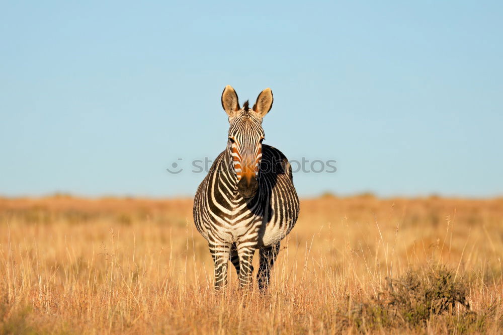 Similar – Giraffe in the Savannah