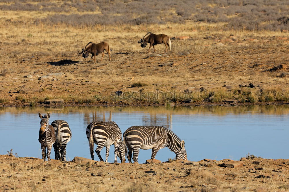 Similar – Zebras in Southafrica