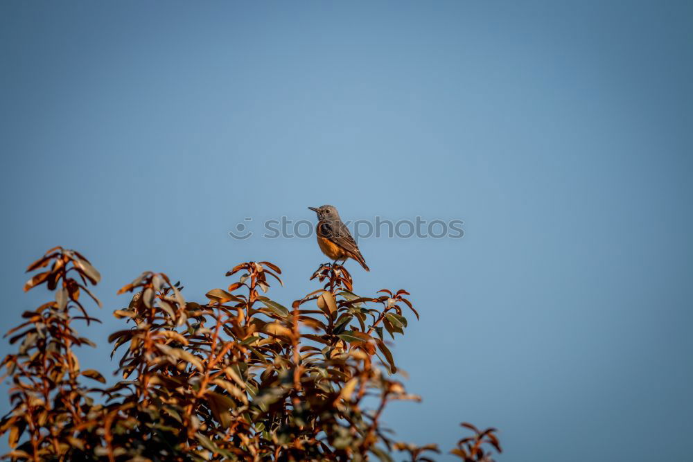 Similar – Foto Bild Meisenwinter (bunt) Vogel