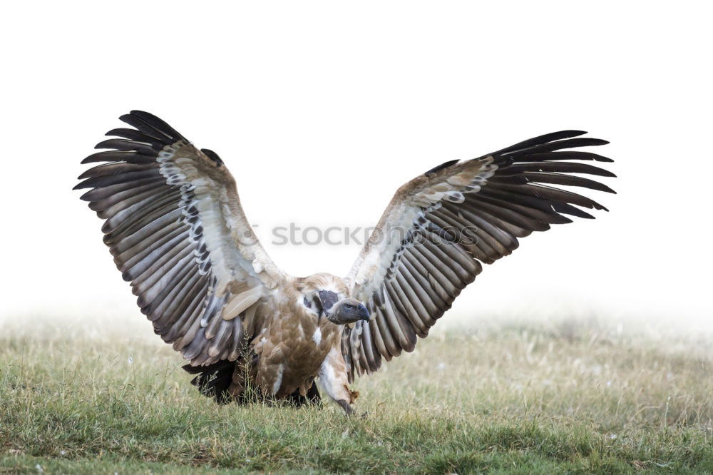 Similar – Image, Stock Photo touch down Nature Animal