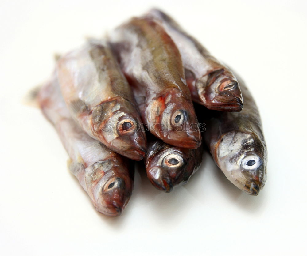 Similar – Image, Stock Photo fishhead Feed Captured