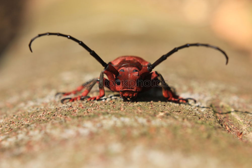 Similar – Image, Stock Photo even holes do not last forever | leaf feeding