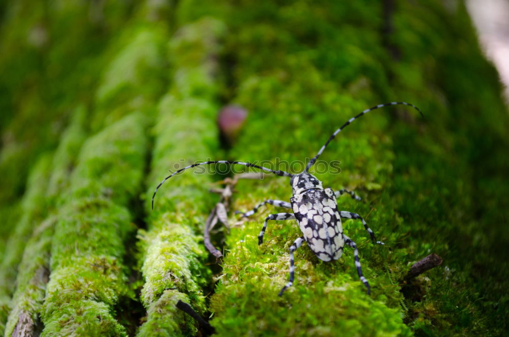 Similar – A group of firebugs Nature