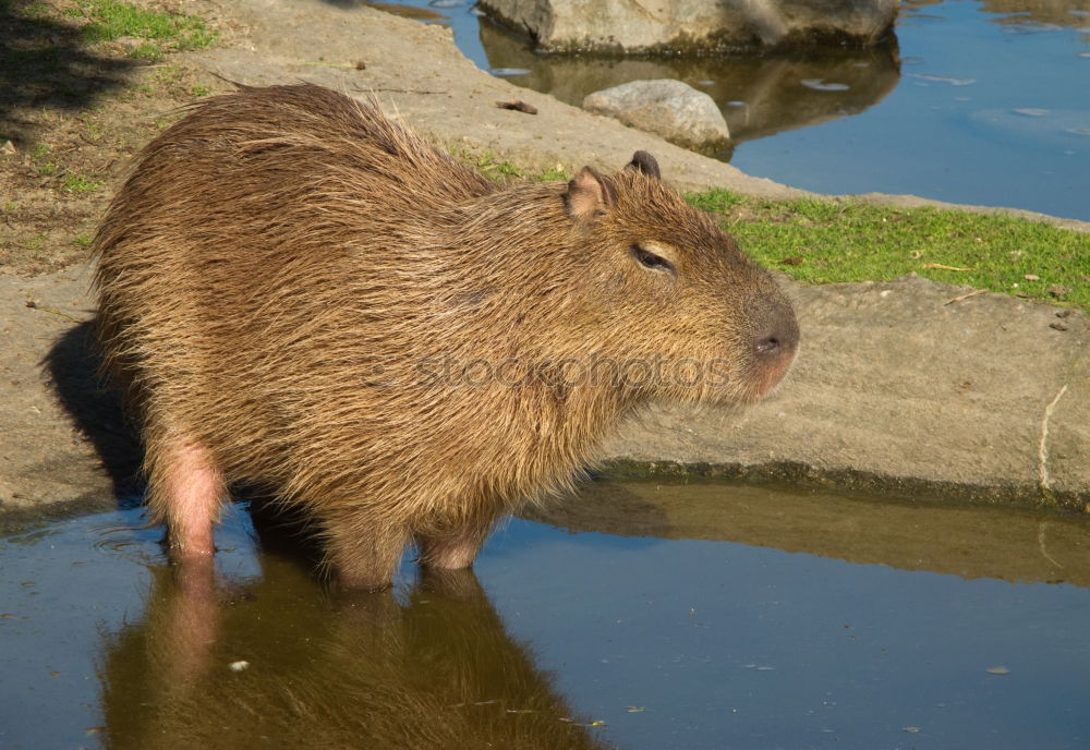 Similar – Frontal close up with a Coypu eating