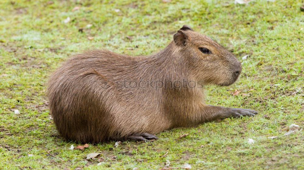 Similar – black squirrel Environment