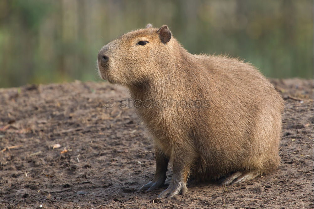 Image, Stock Photo huge wild boar coming towards the camera