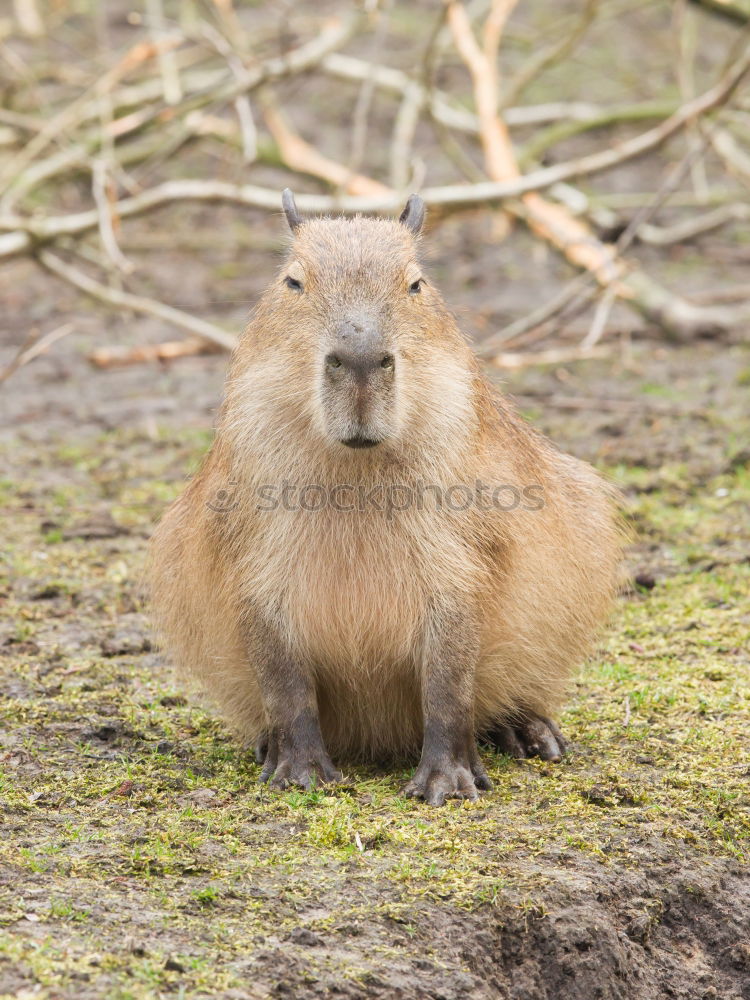 Image, Stock Photo bundle Animal Animal face