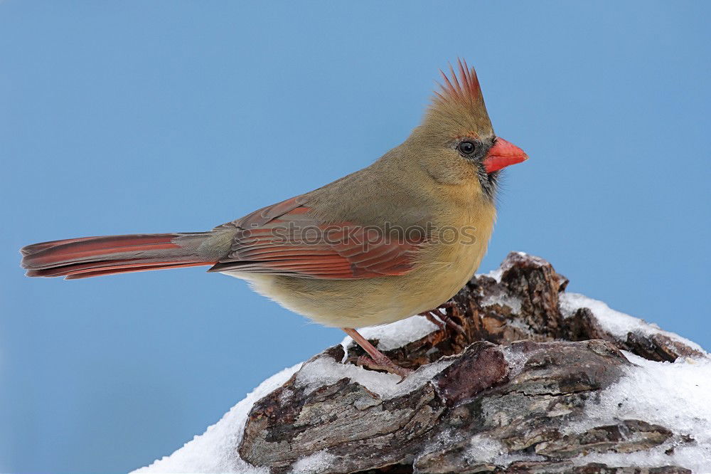 Similar – Singing Finch Chaffinch