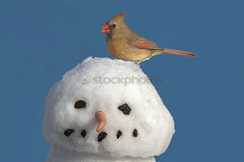 Similar – Image, Stock Photo Winter, goodbye! Dessert