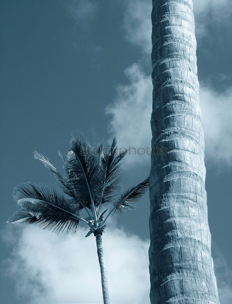 Similar – Image, Stock Photo New Eco Palm tree Clouds