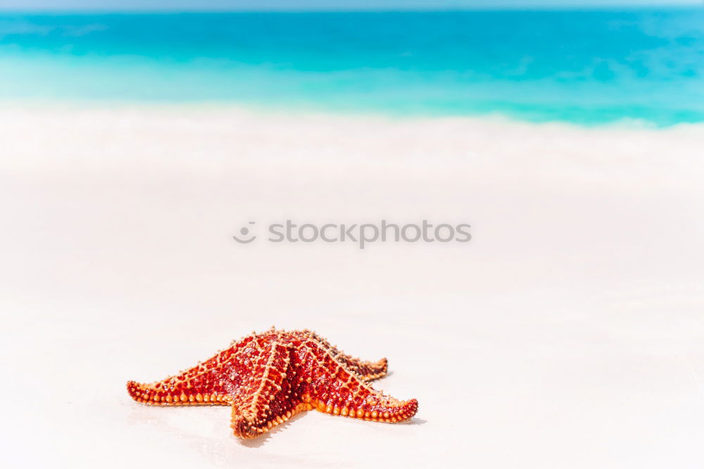 Macro shot of shell at sand beach