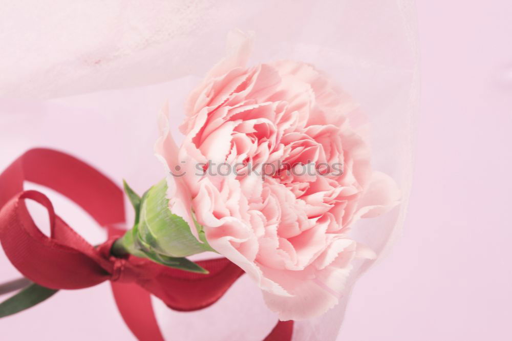 Similar – Red roses flowers, petals and hearts