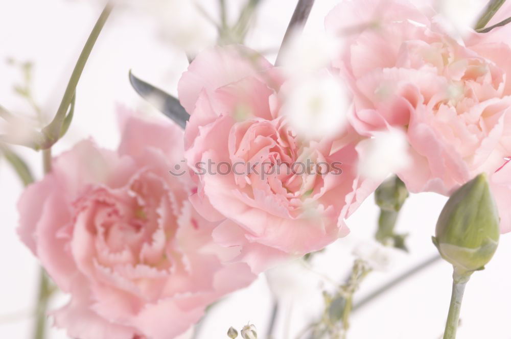 Similar – Image, Stock Photo Tulips picturesque decorative