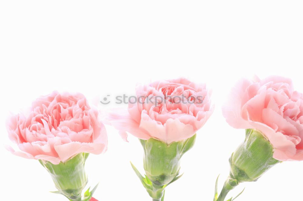 Similar – Image, Stock Photo but the backmost tulip is hot!