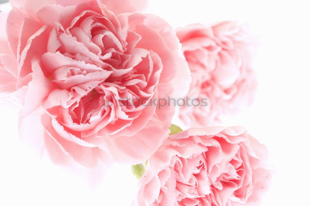 Similar – Nature background with pastel red flowers