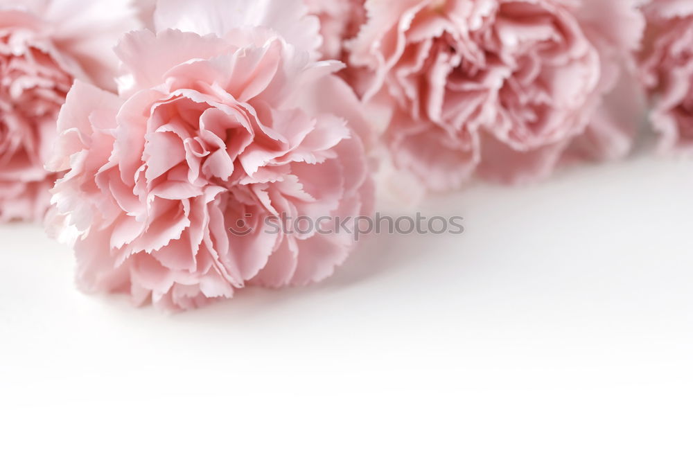 Similar – Image, Stock Photo Flowers peonies and roses of cream white and pink colour palette on the wall, floral wallpaper background for a wedding reception or romantic event. Faux artificial flowers wall in pink colours.