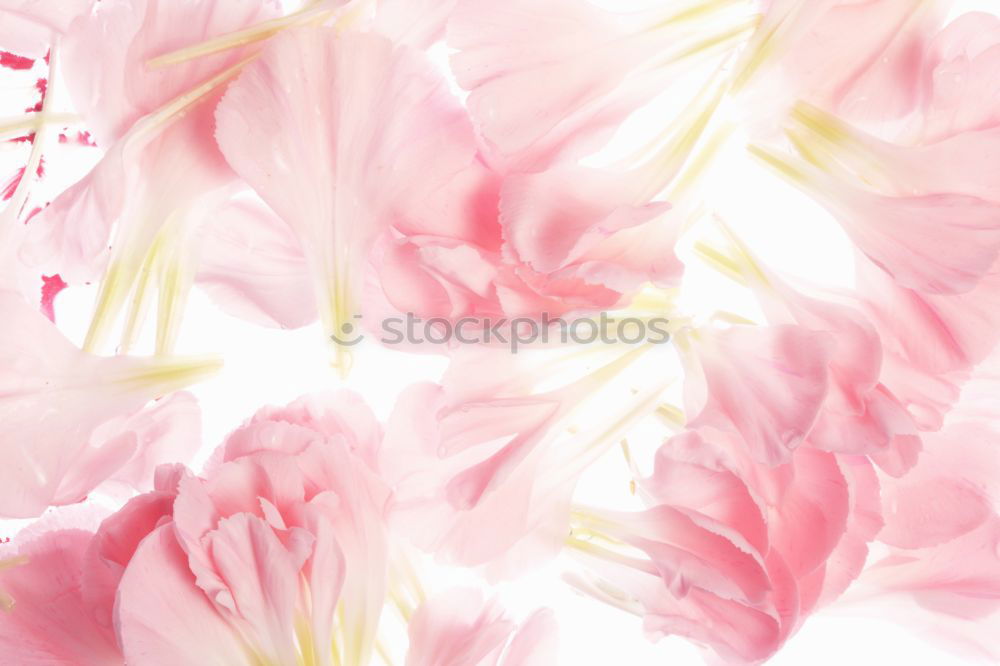 Similar – Pastel pink flowers background