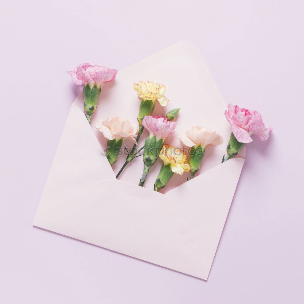 Similar – Flowers and envelope on a light pink background