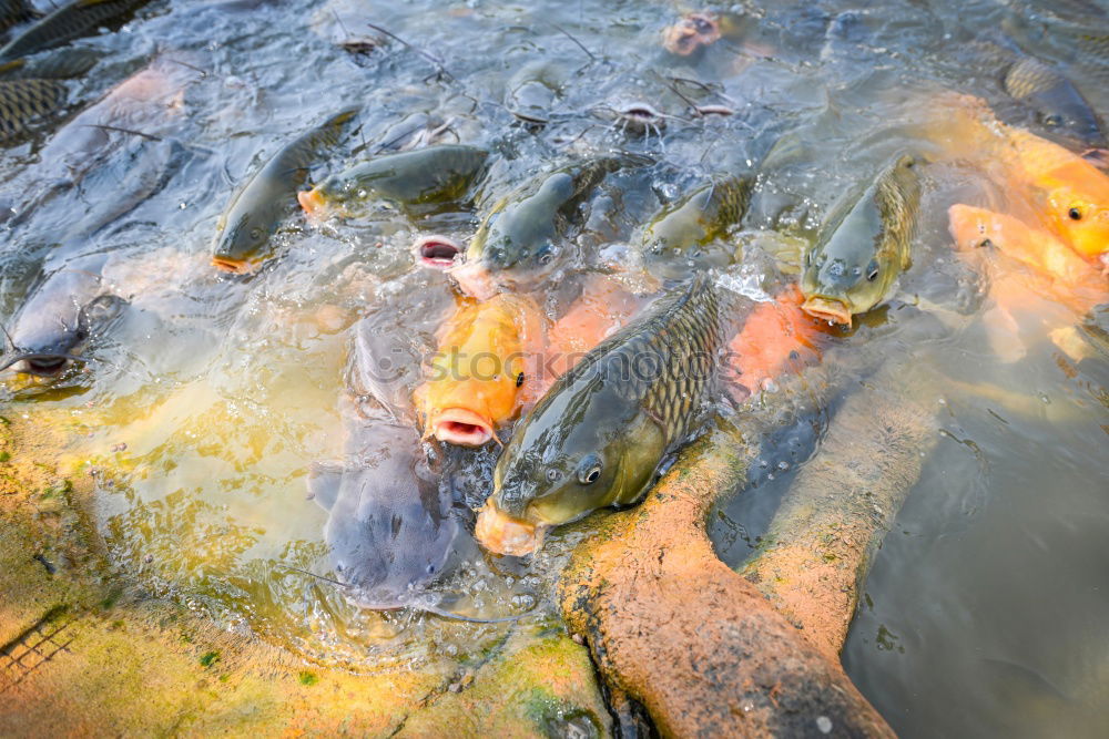 Similar – Image, Stock Photo Raw Sea bream fish on dark wooden table