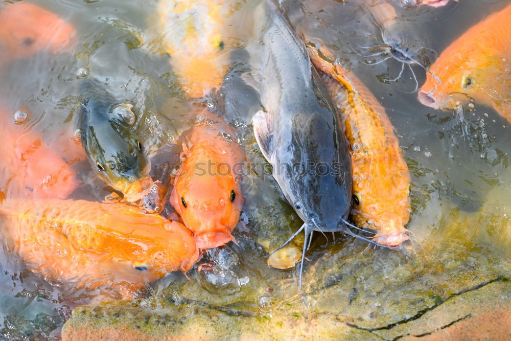 Similar – fish pile Animal