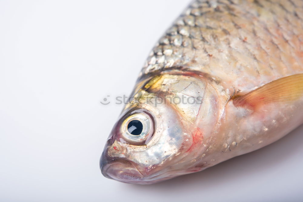 Similar – Red & dead Food Fish