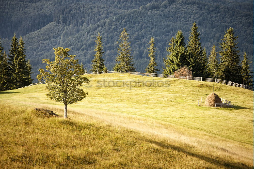 Horses in forest on green meadow