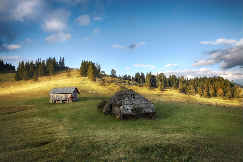 Similar – Image, Stock Photo Cow ensemble in late summer light