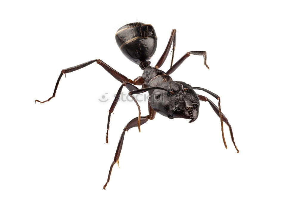 Similar – Red, wood ant, Animal