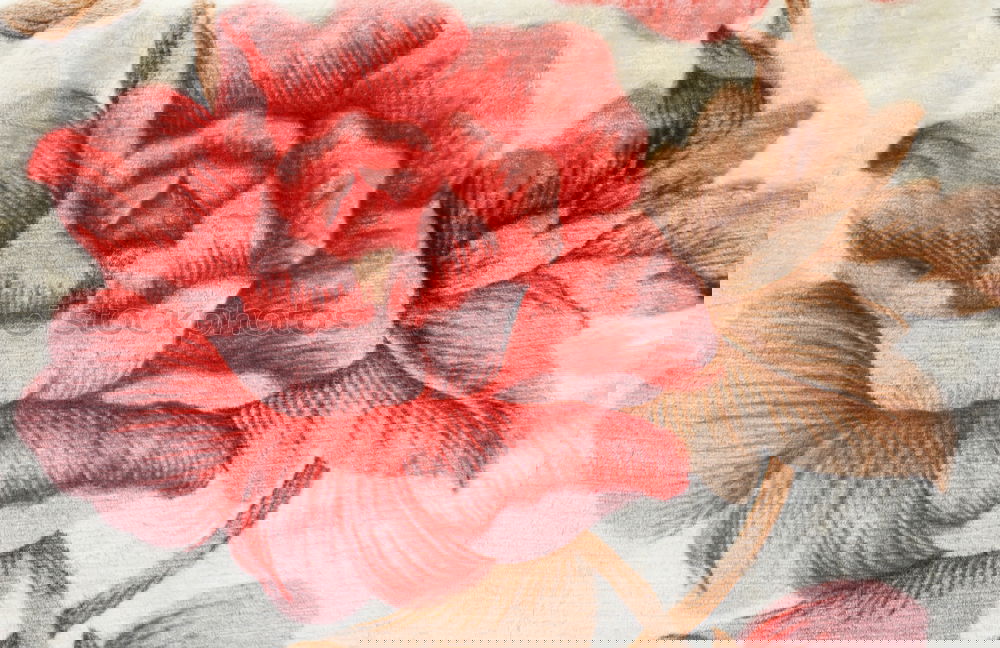 Similar – Image, Stock Photo Red autumn flowers and leaves frame