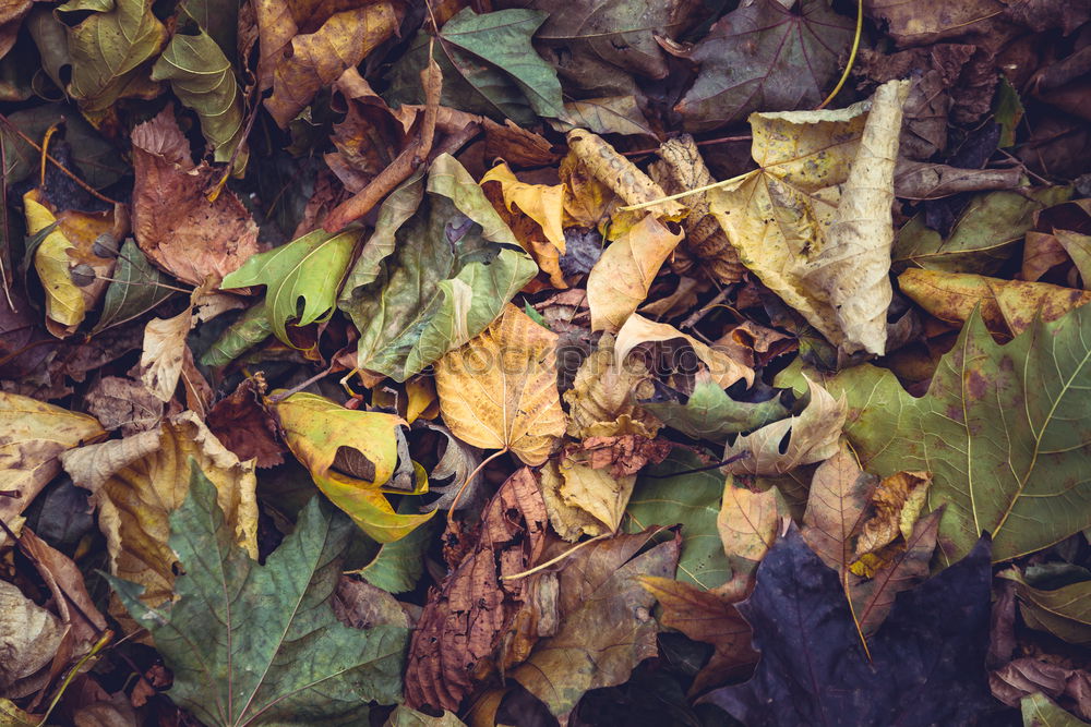 Similar – Image, Stock Photo Autumn colors. Fallen leaves of trees