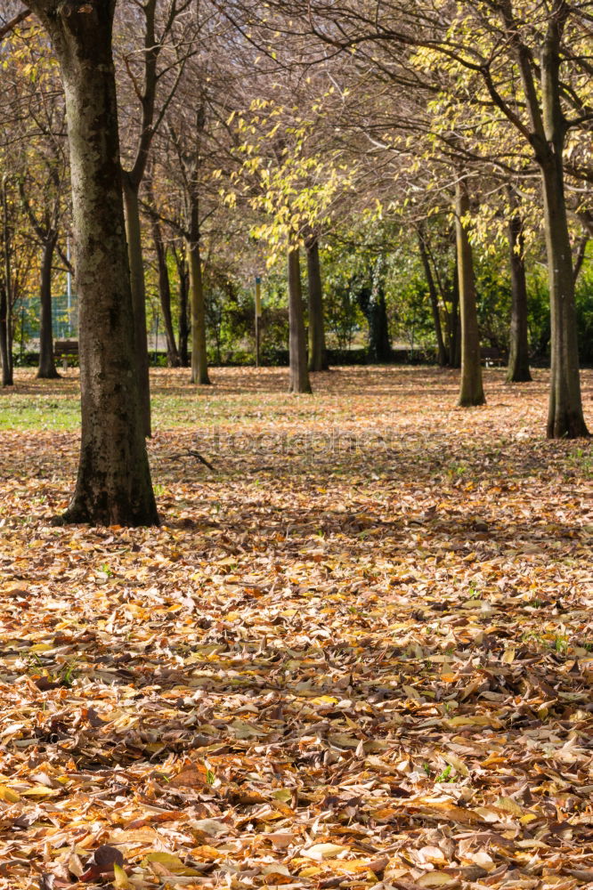 Similar – Autumn in Hyde Park, London.