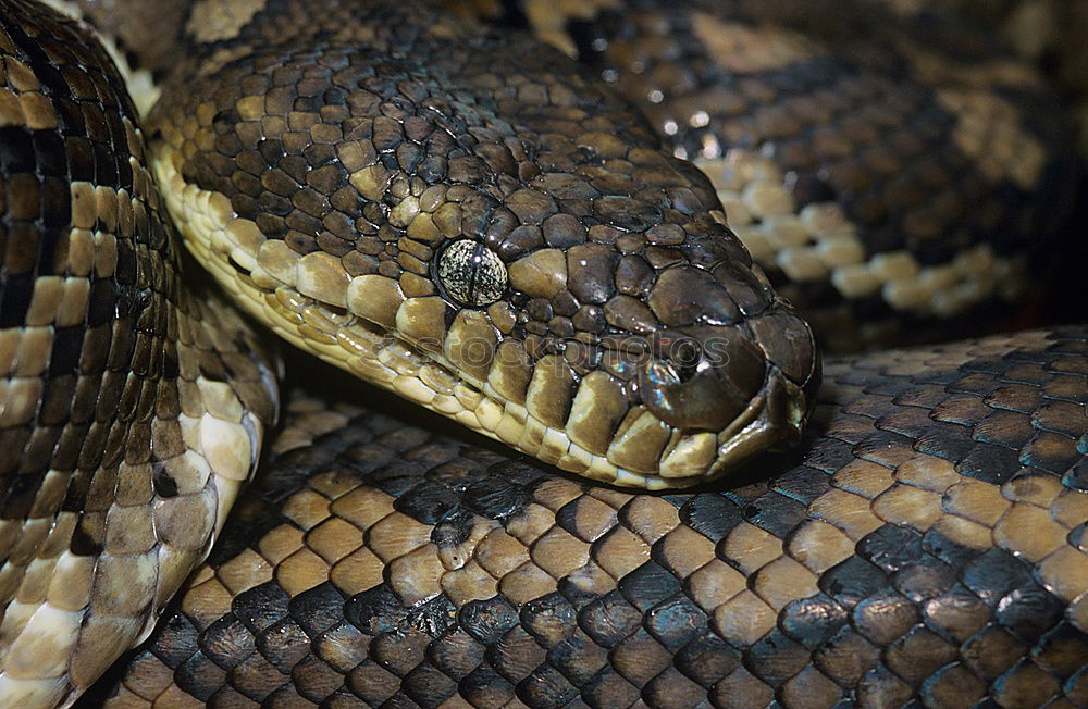 zärtliche Umarmung Reptil