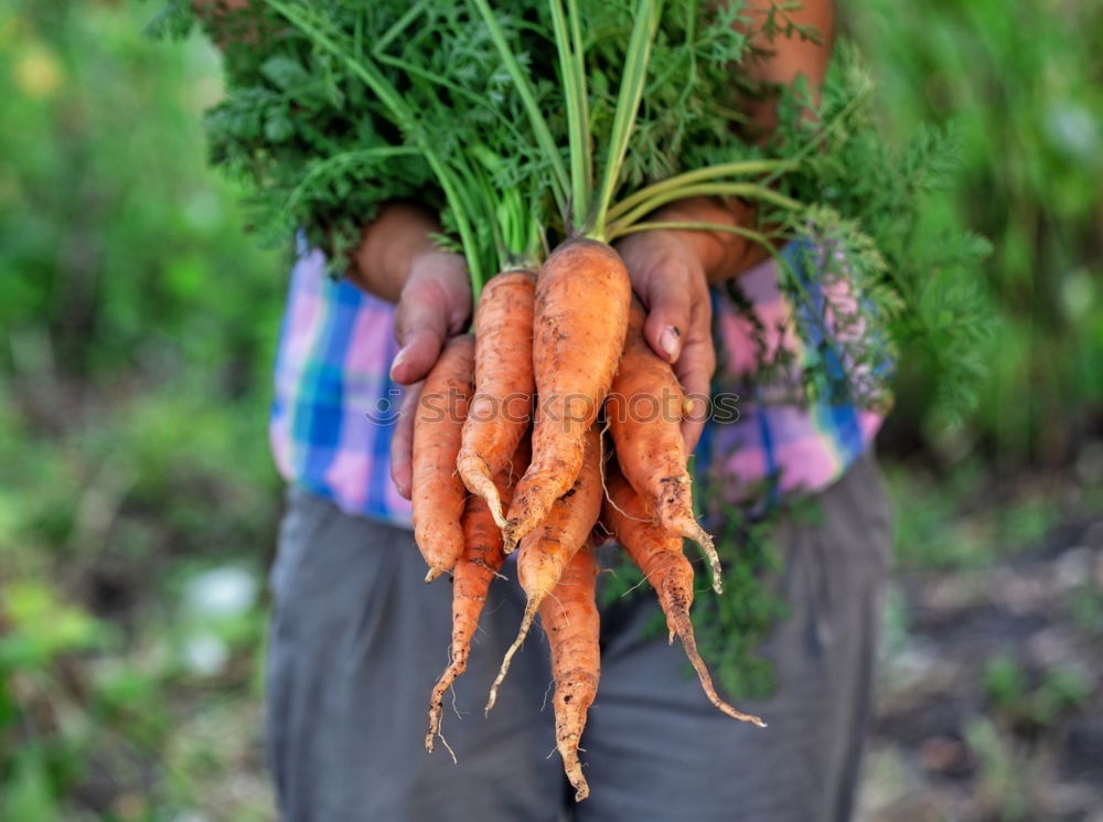 Similar – baby carrot Food Vegetable