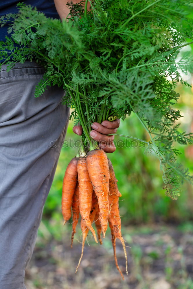 Similar – Farmer at the carrot harvest of fresh carrots outdoors