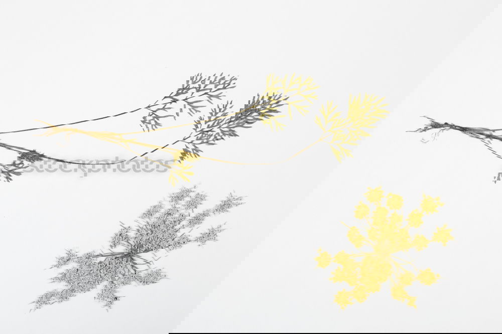 Image, Stock Photo herbarium Elegant Style