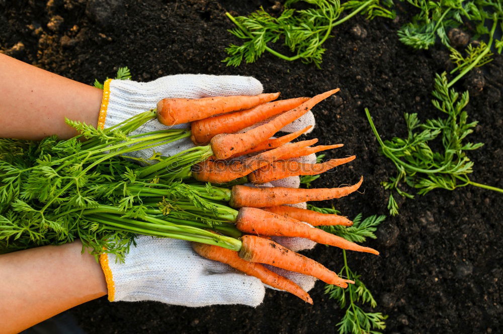 Similar – Carrots in a vegetable garden