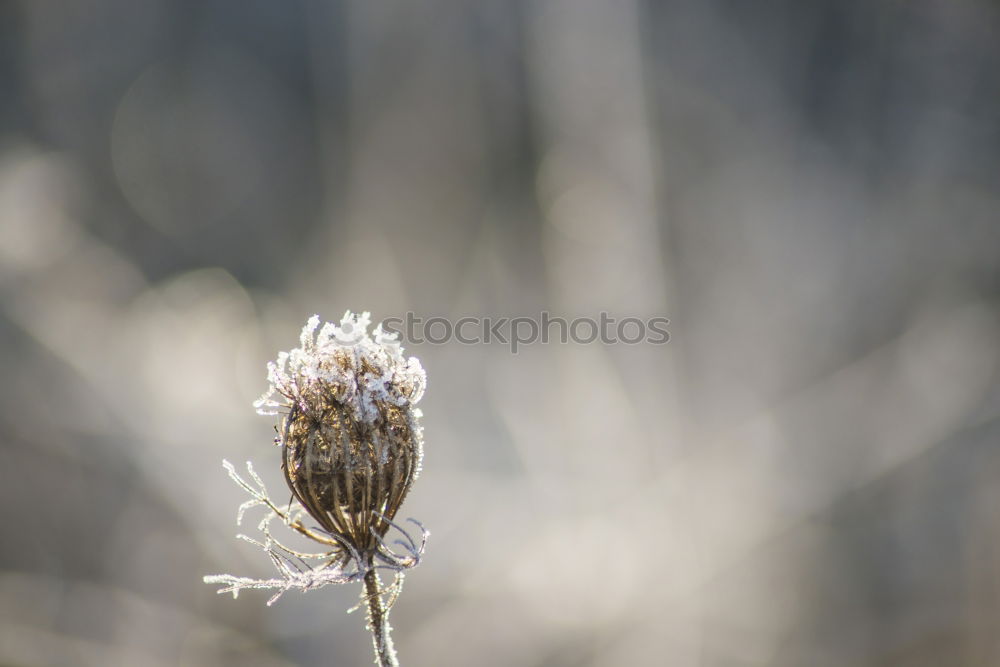 Similar – Image, Stock Photo brrr… I’m shivering