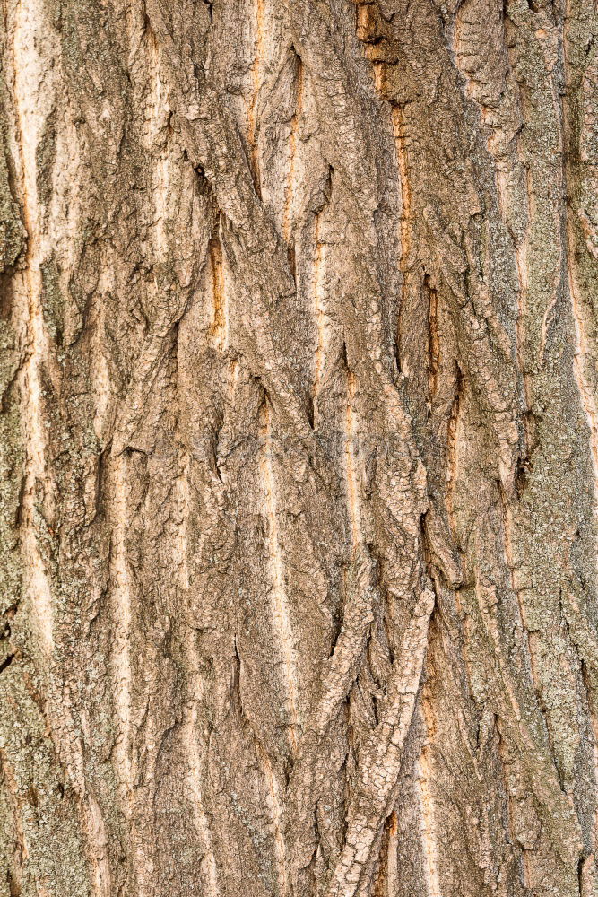 Similar – Image, Stock Photo skin Nature Plant Tree Old