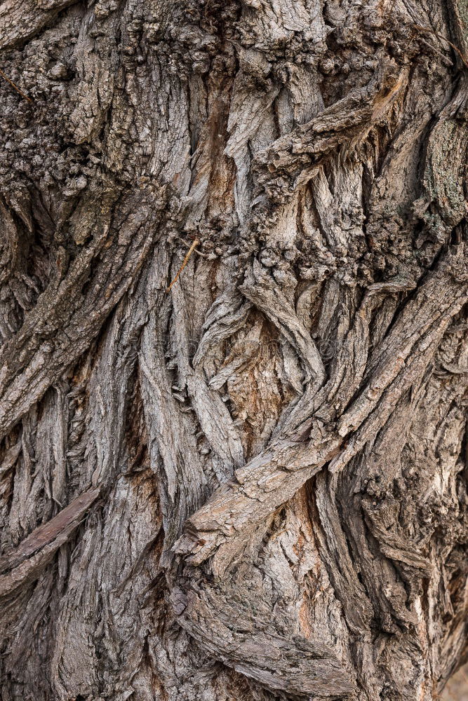 Similar – Image, Stock Photo The root sepp Nature Tree