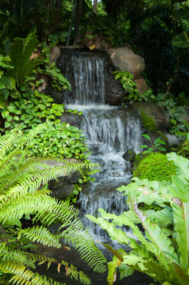 Image, Stock Photo waterfall Virgin forest