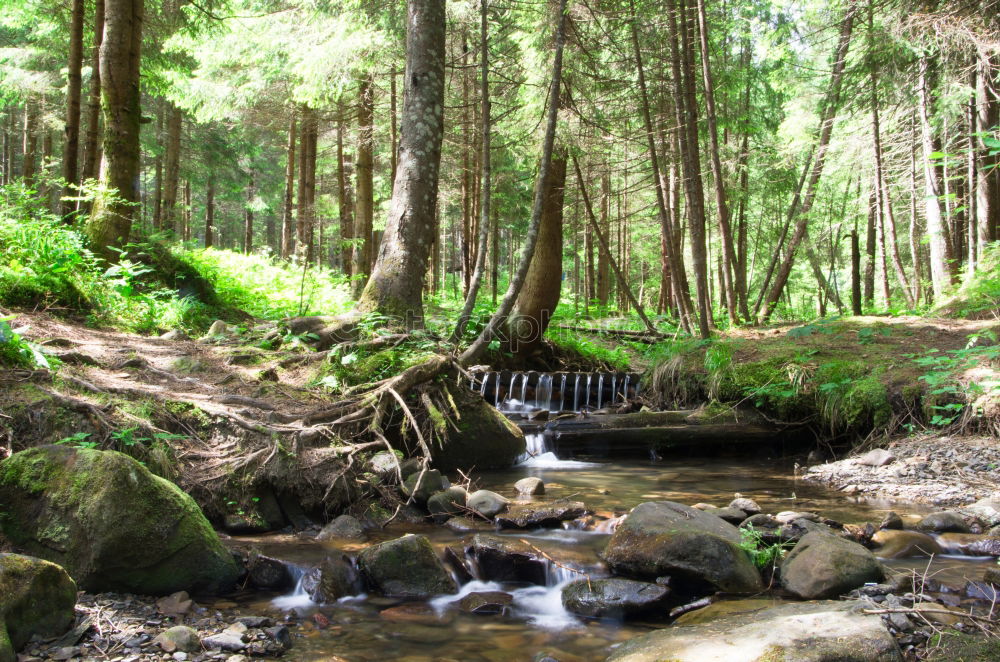 Similar – Image, Stock Photo Small stream in New Zealand’s rainforests II