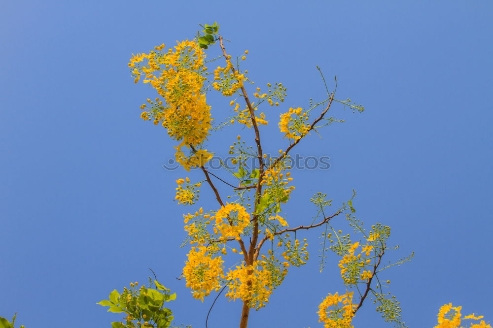 Similar – Branch of a corkscrew hazel bush with hazel catkin in front of a blue sky