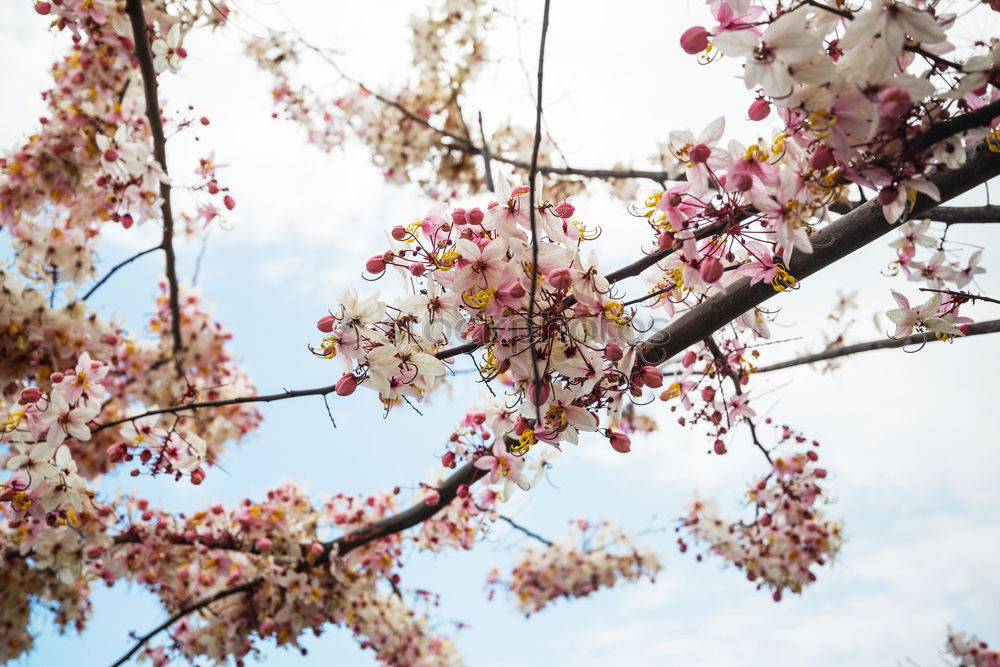 Similar – Image, Stock Photo pink Pink Blossom