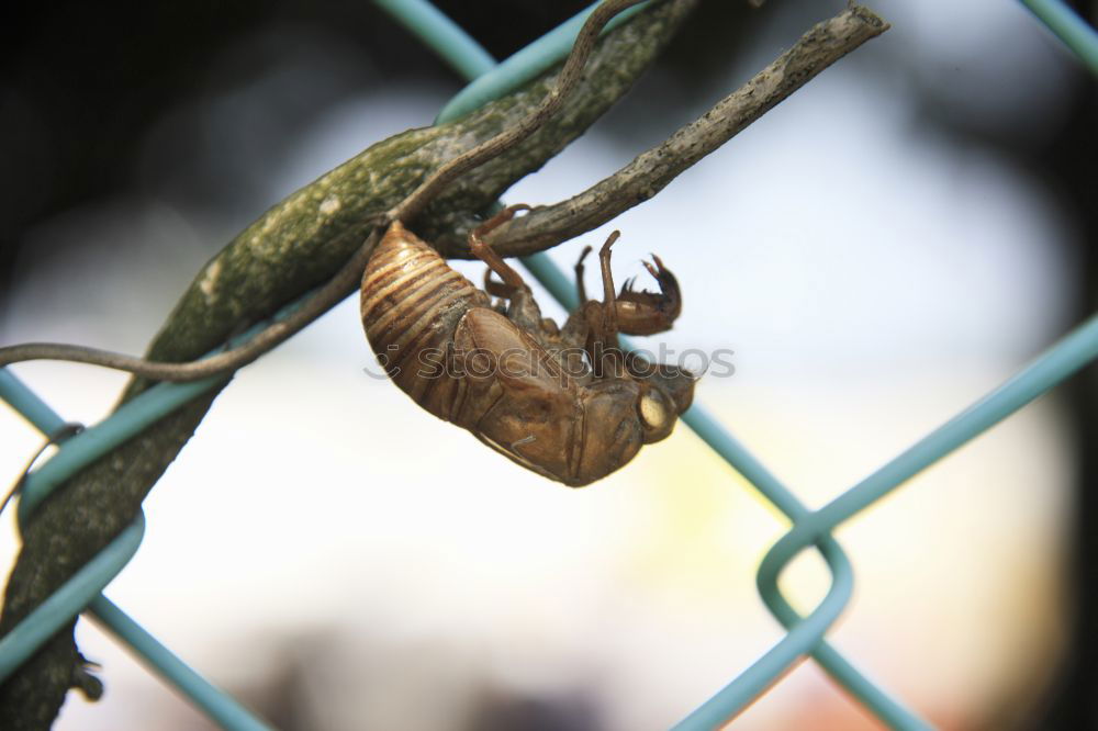 Similar – Image, Stock Photo old, rusty, and sad lovelock with a red ribbon on a bridge