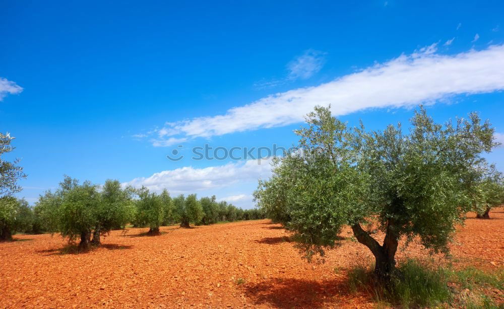 Similar – olive trees