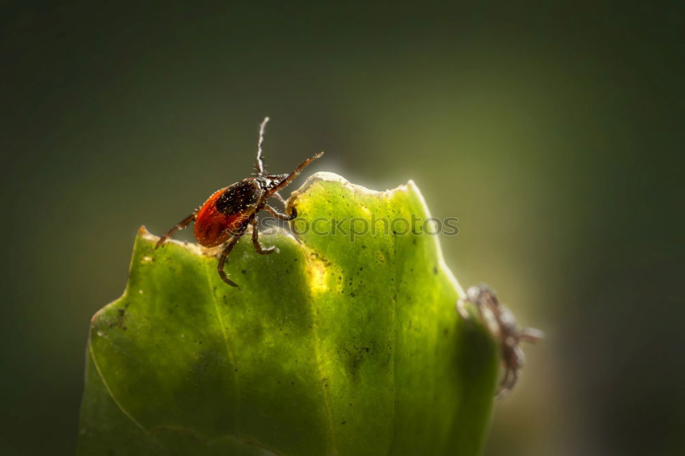 Similar – Image, Stock Photo swank Environment Nature