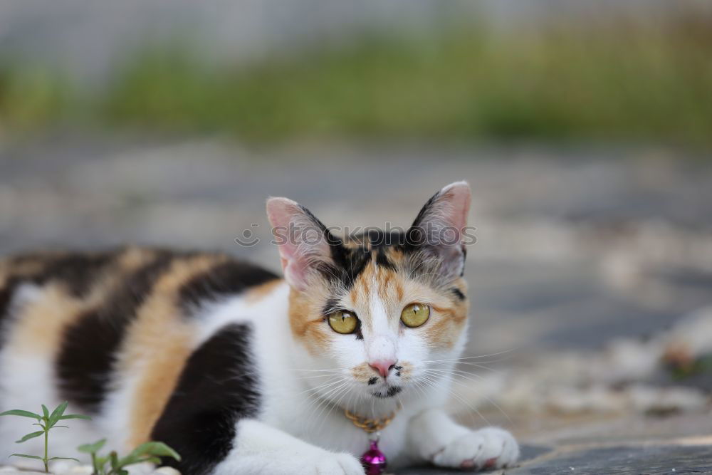 Similar – Image, Stock Photo Cat balancing on the edge of the rain barrel