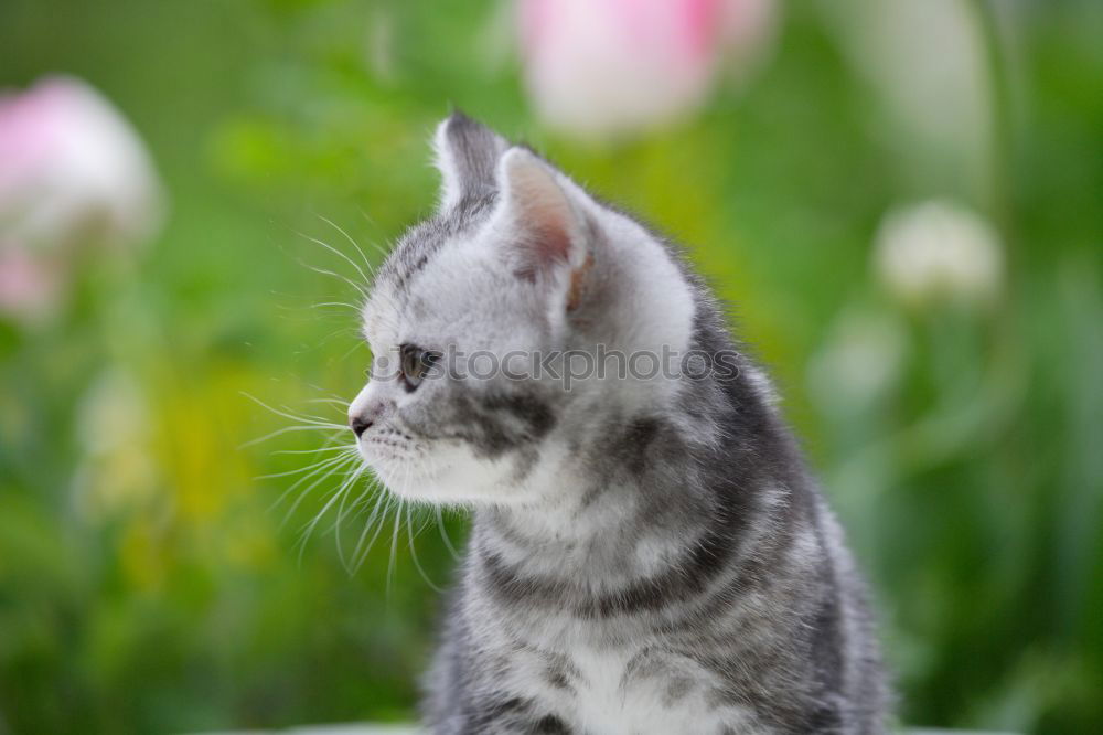 Similar – Image, Stock Photo Boston Terrier Puppy