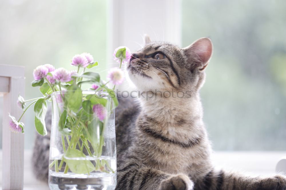 Similar – Image, Stock Photo Katze zwischen Blumen